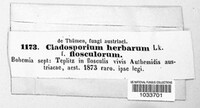 Cladosporium herbarum image